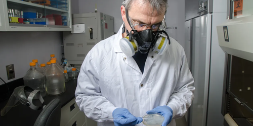 Laboratory worker taking a sample of bacteria from a petri dish for microbial analysis.